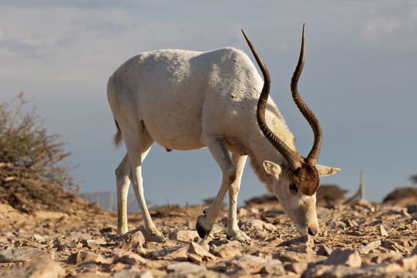 Addax Addax nasomaculatus in the Snow at the Louisville Zoo