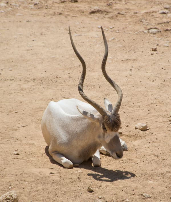 Addax nasomaculatus, Jerusalem Biblical Zoo, Jerusalem, Israel