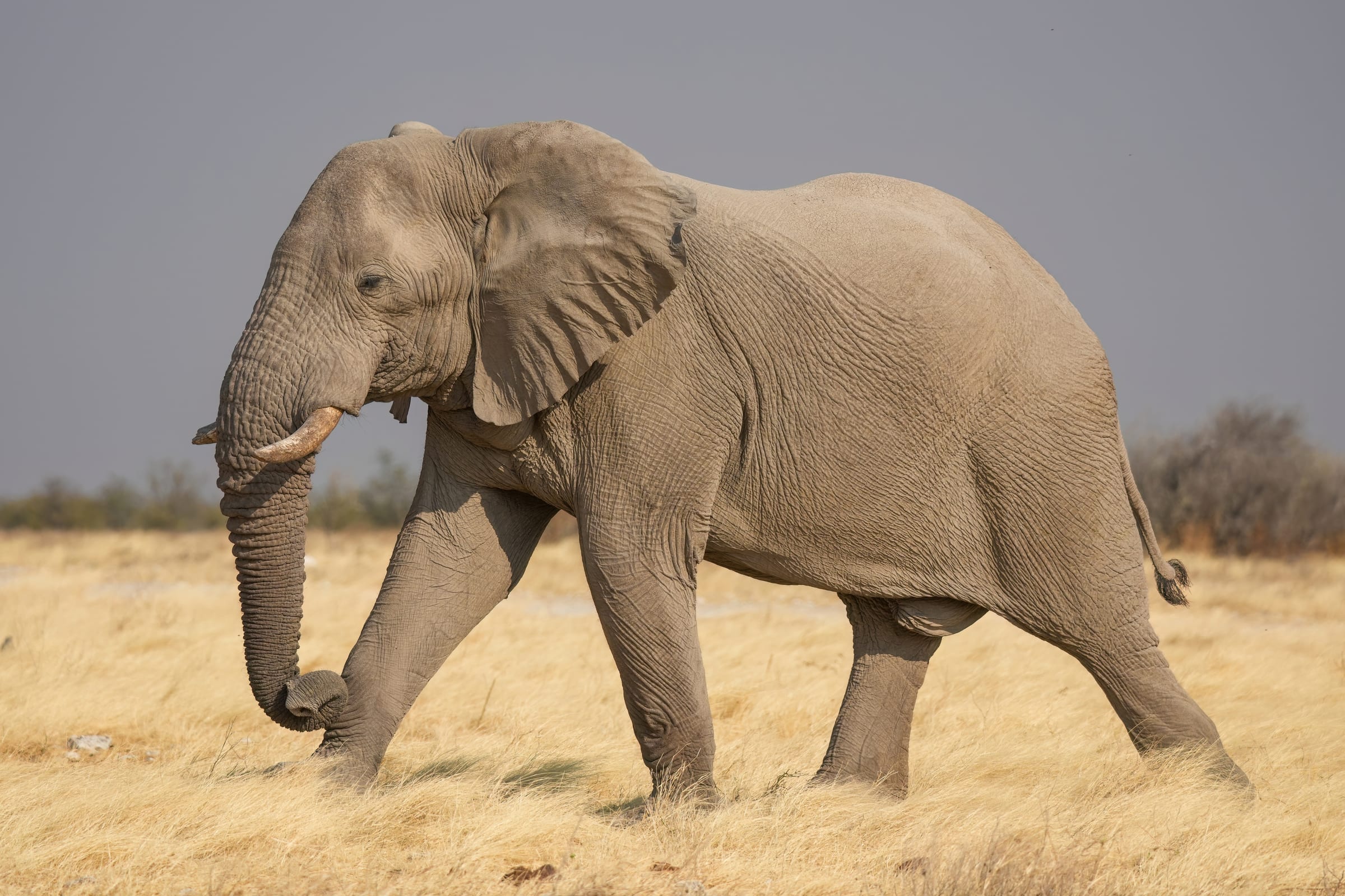 An african bush elephant.