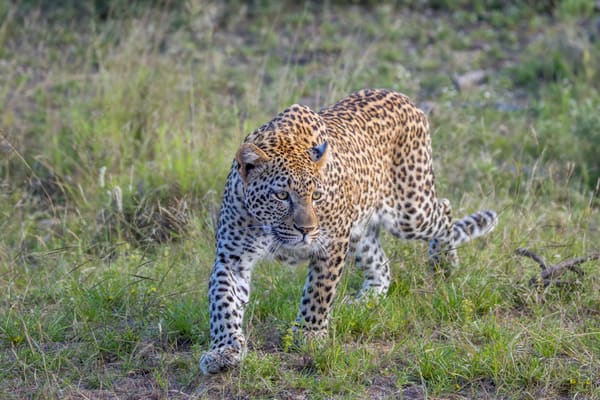 An african leopard.