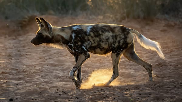An african wild dog.