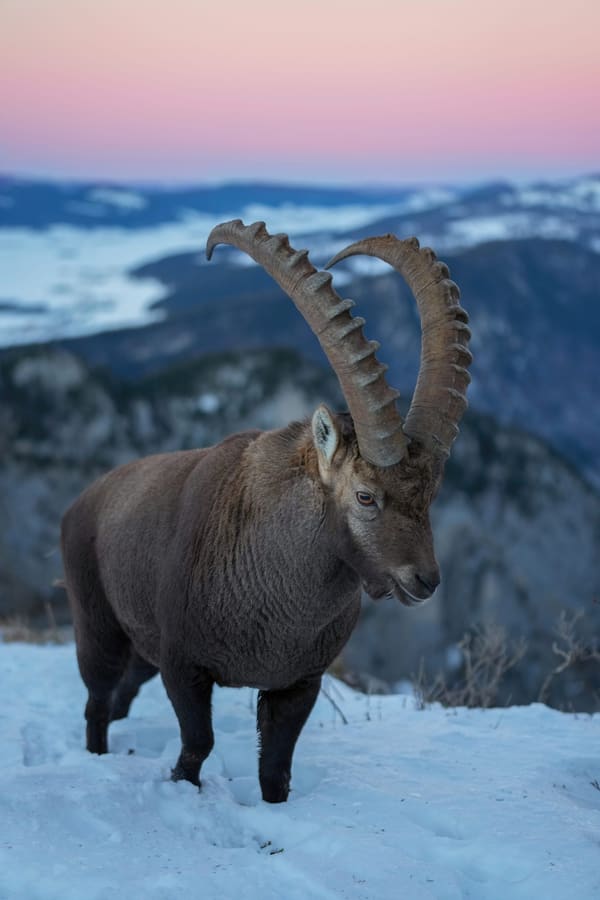 An alpine ibex.