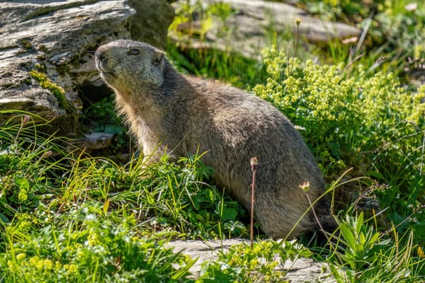 An alpine marmot.