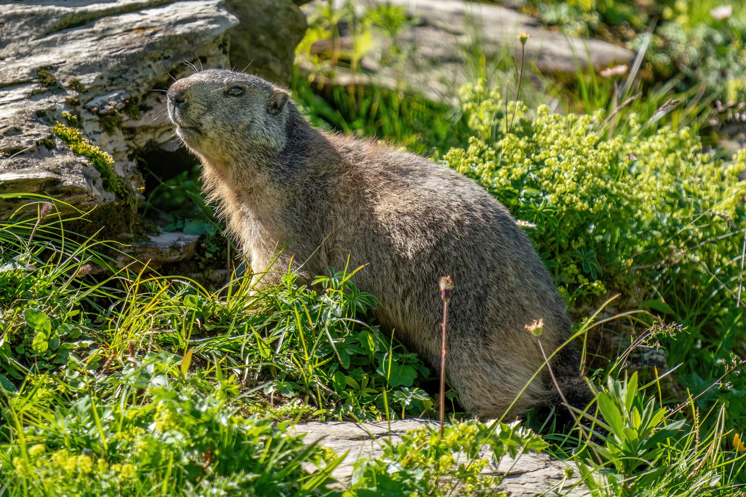 An alpine marmot.