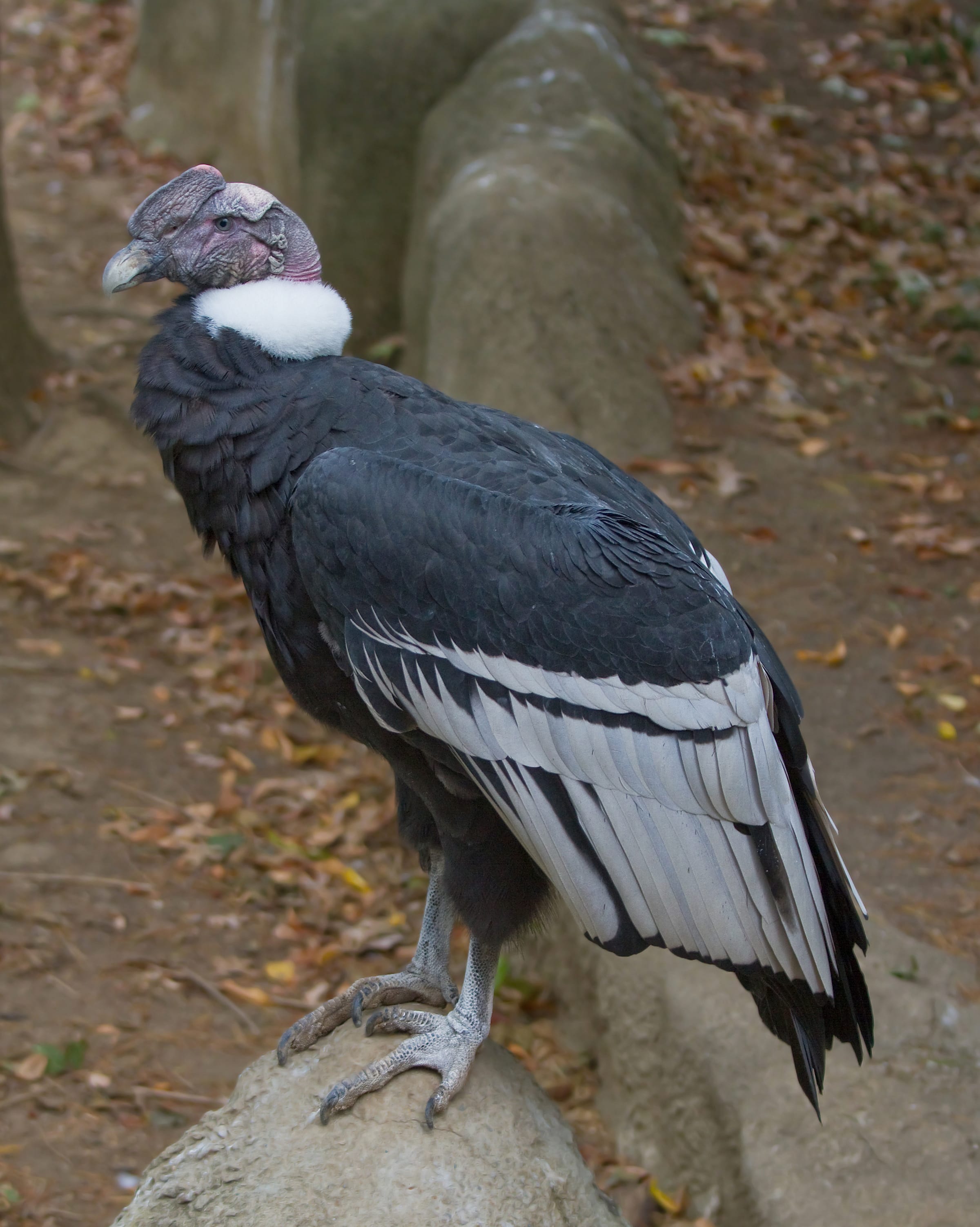 Male Andean Condor (Vultur gryphus) - taken at the Cincinnati Zoo, USA.