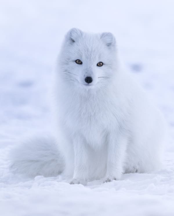 An arctic fox.