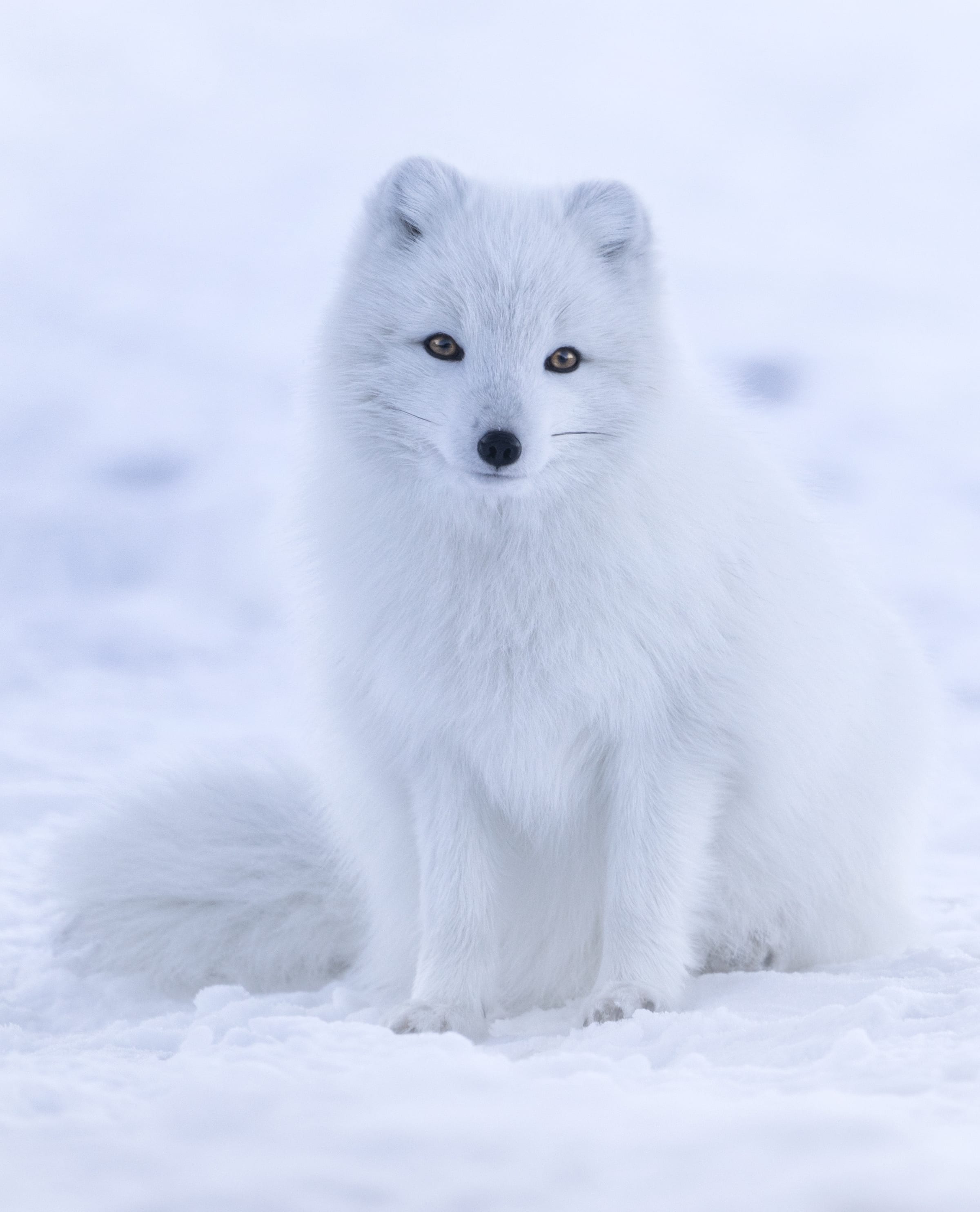 An arctic fox.