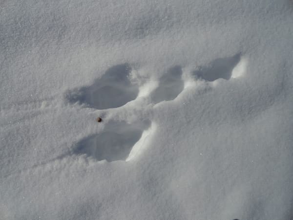Arctic hare (Lepus arcticus) tracks