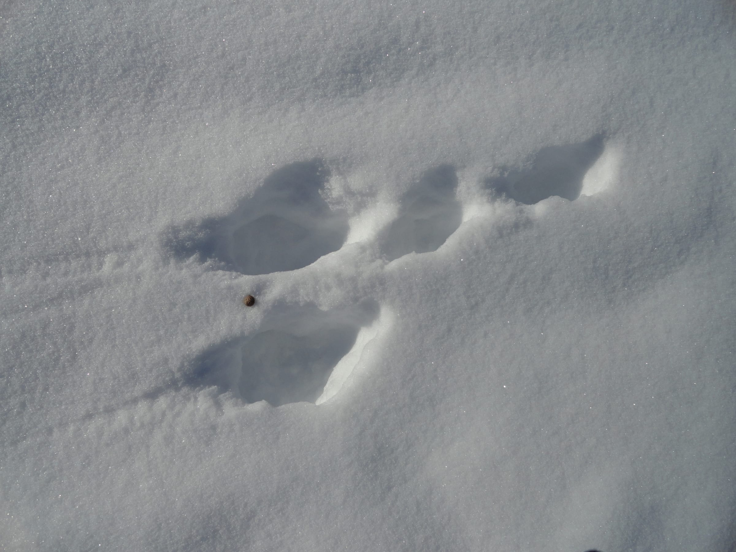Arctic hare (Lepus arcticus) tracks