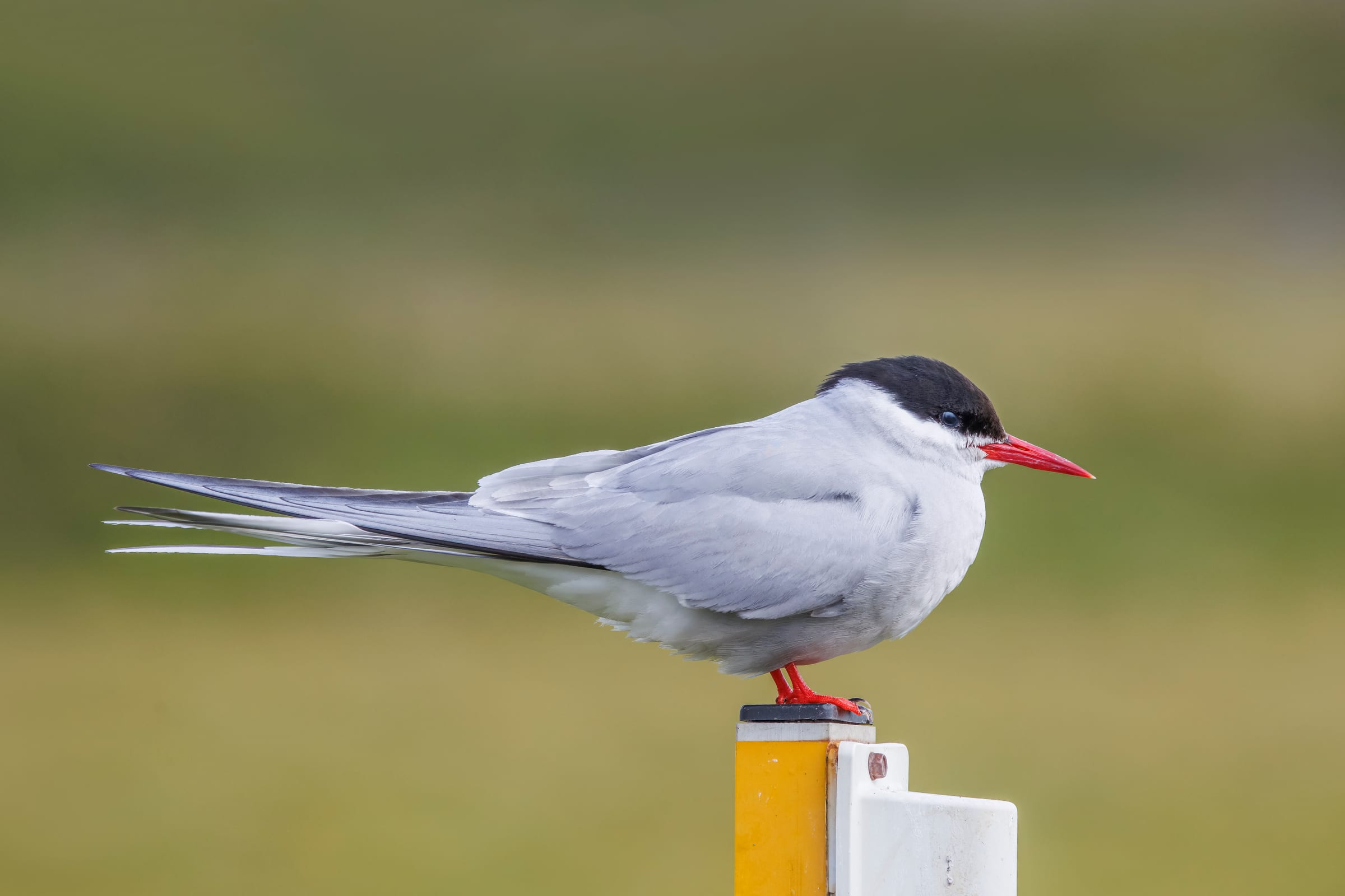 An arctic tern.