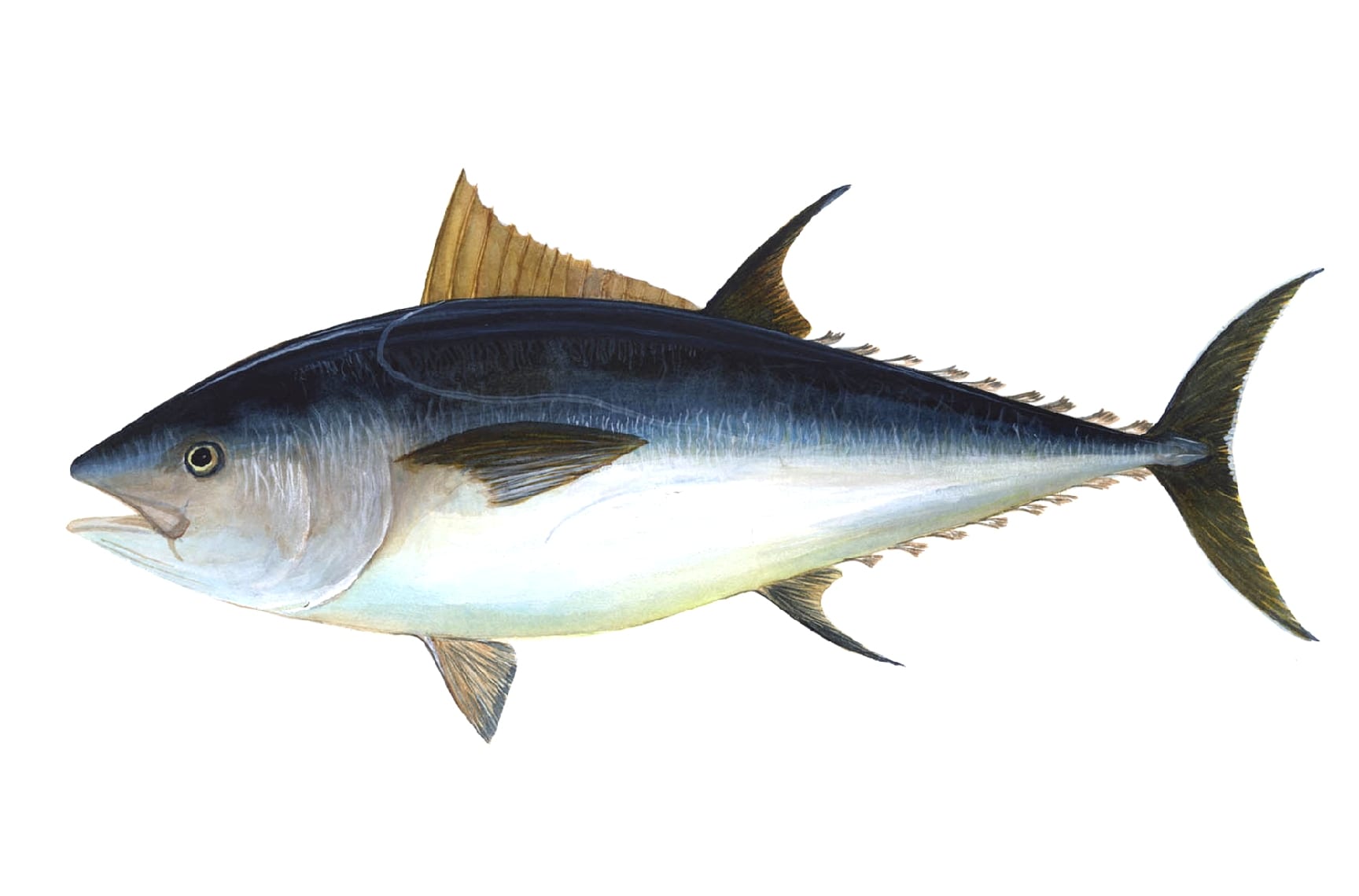 Bluefin Tuna (Thunnus thynnus) from de:wiki @22:11, 18. Jan 2004 by User:Anathema