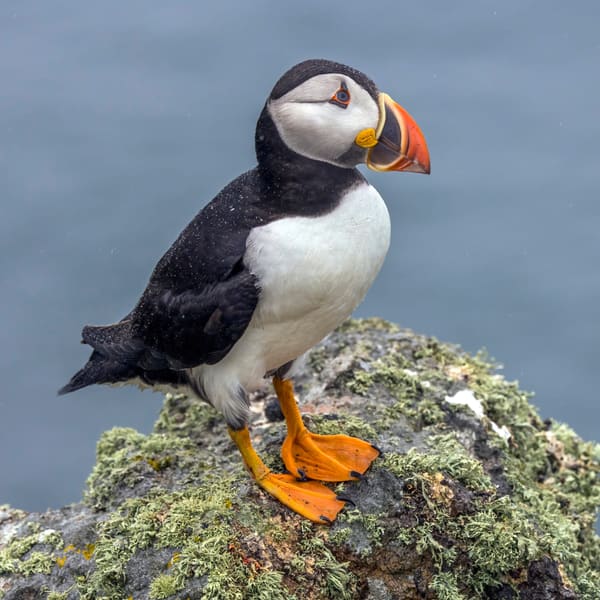 An atlantic puffin.