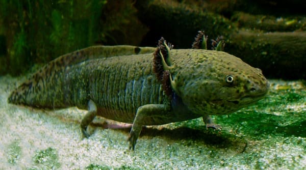 An axolotl in captivity