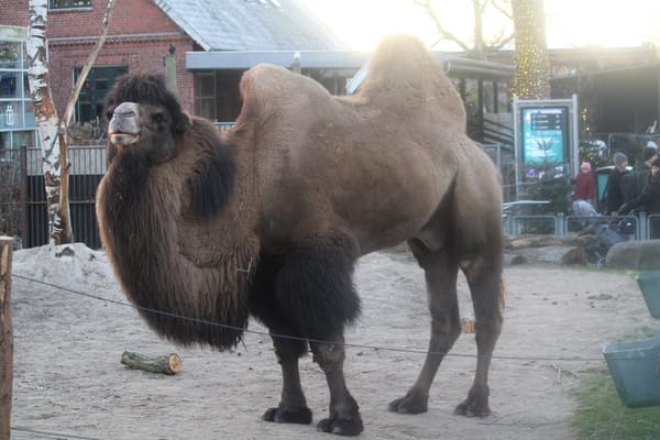 A bactrian camel.