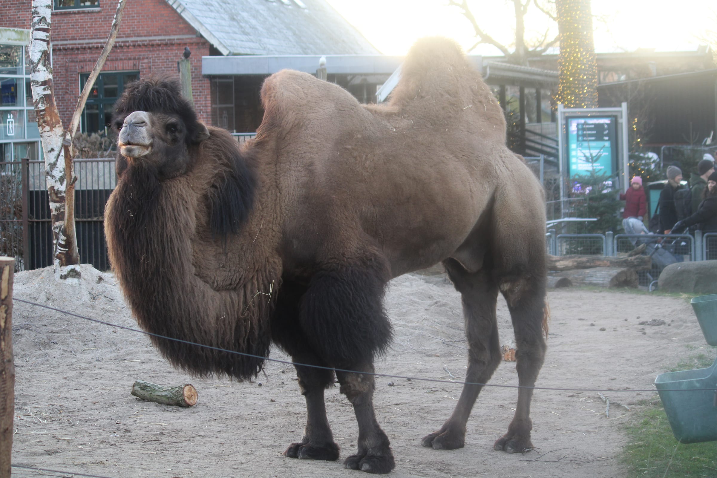 A bactrian camel.