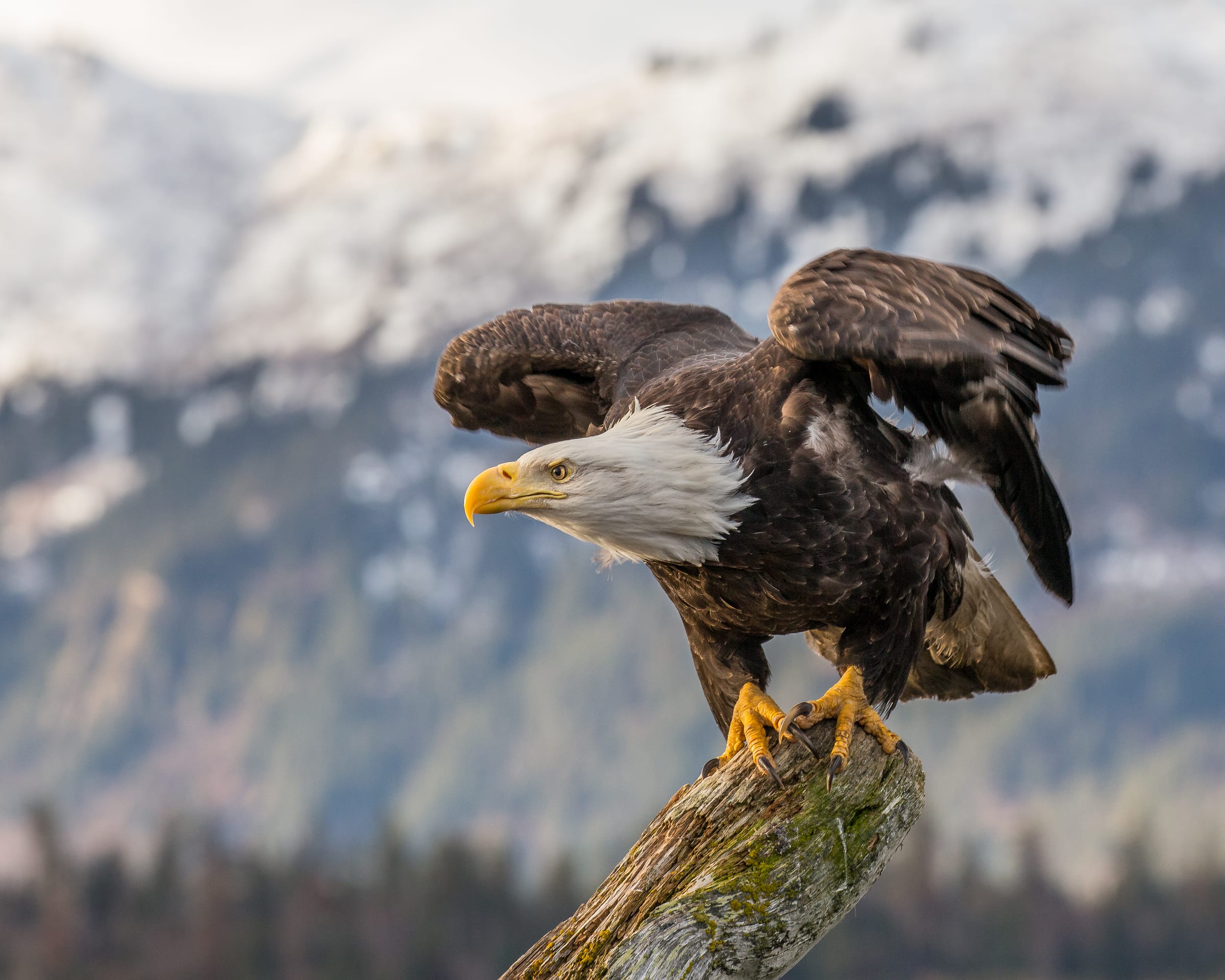 A bald eagle.