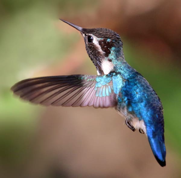 A bee hummingbird.
