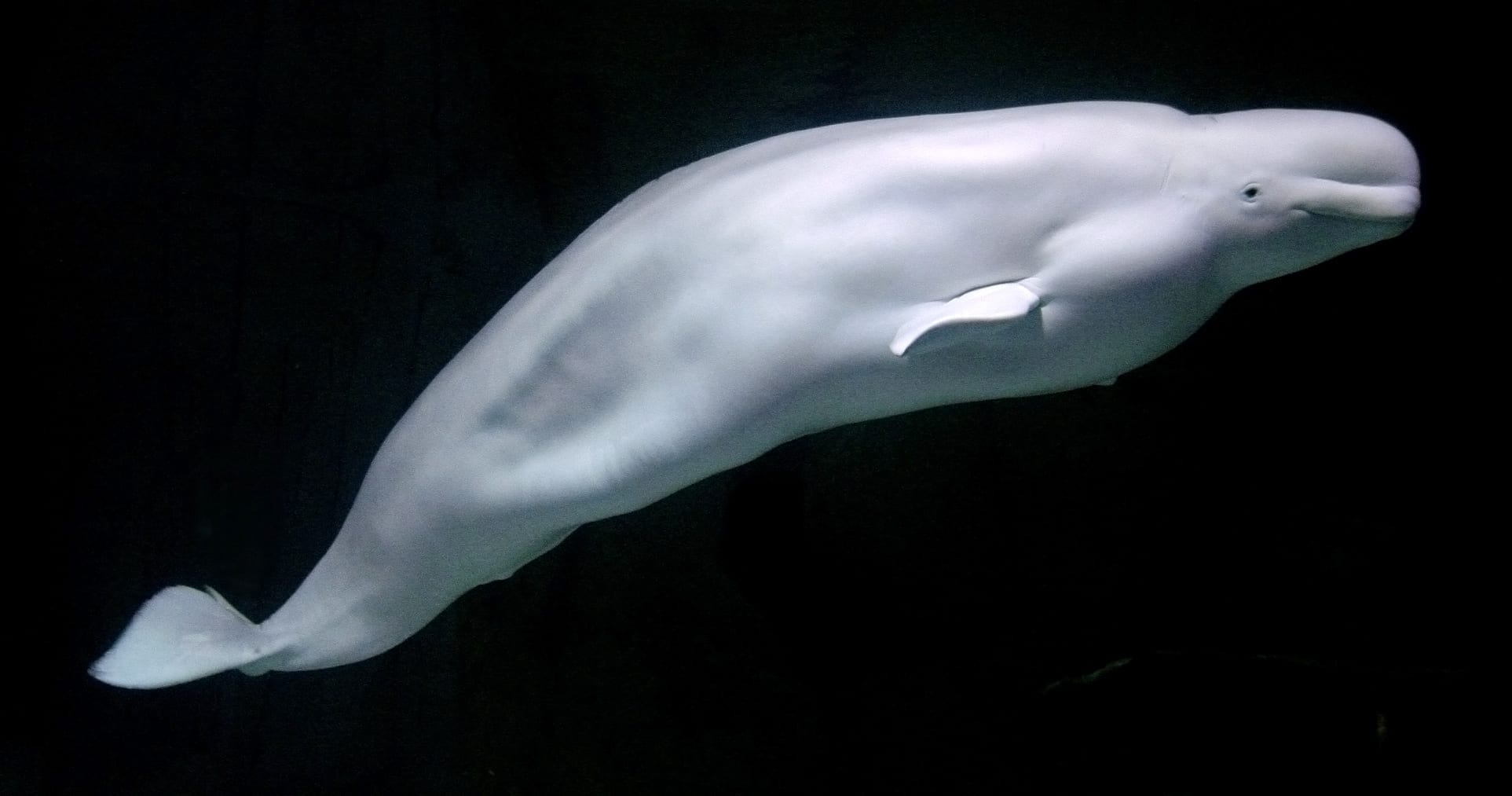 A beluga whale.