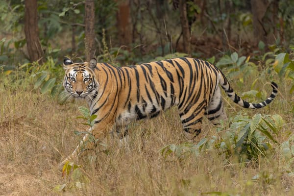 A bengal tiger.