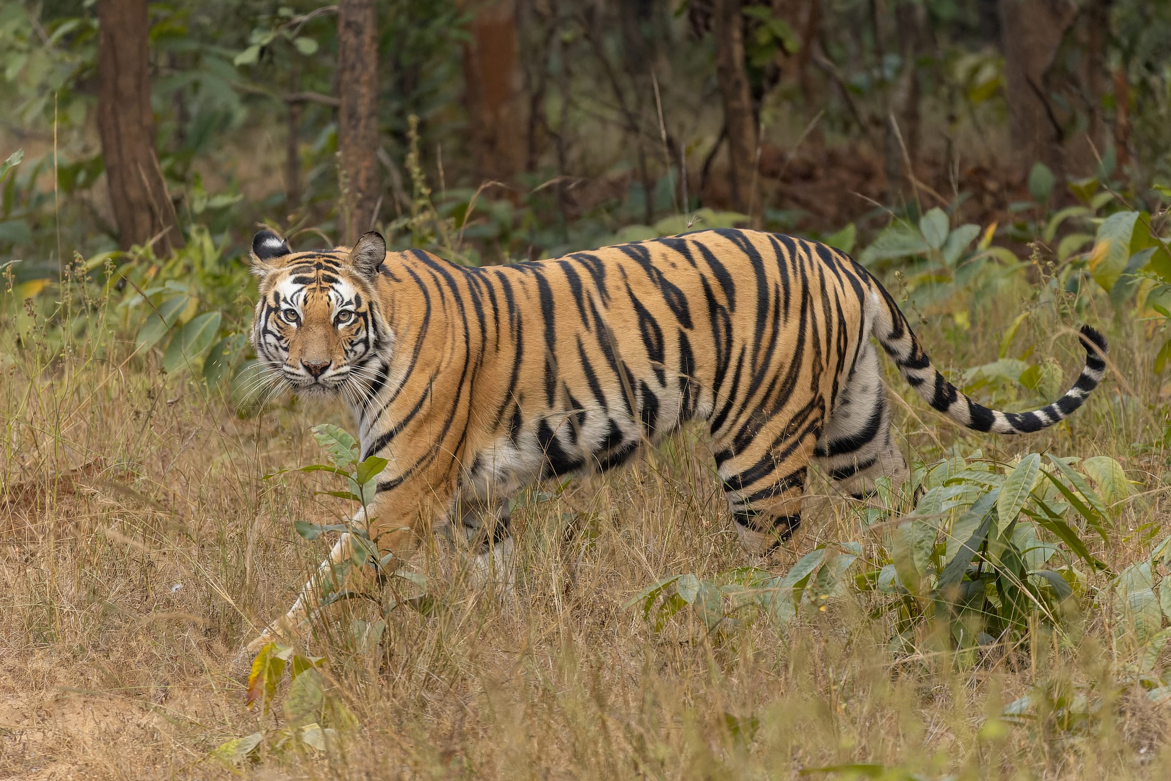 A bengal tiger.