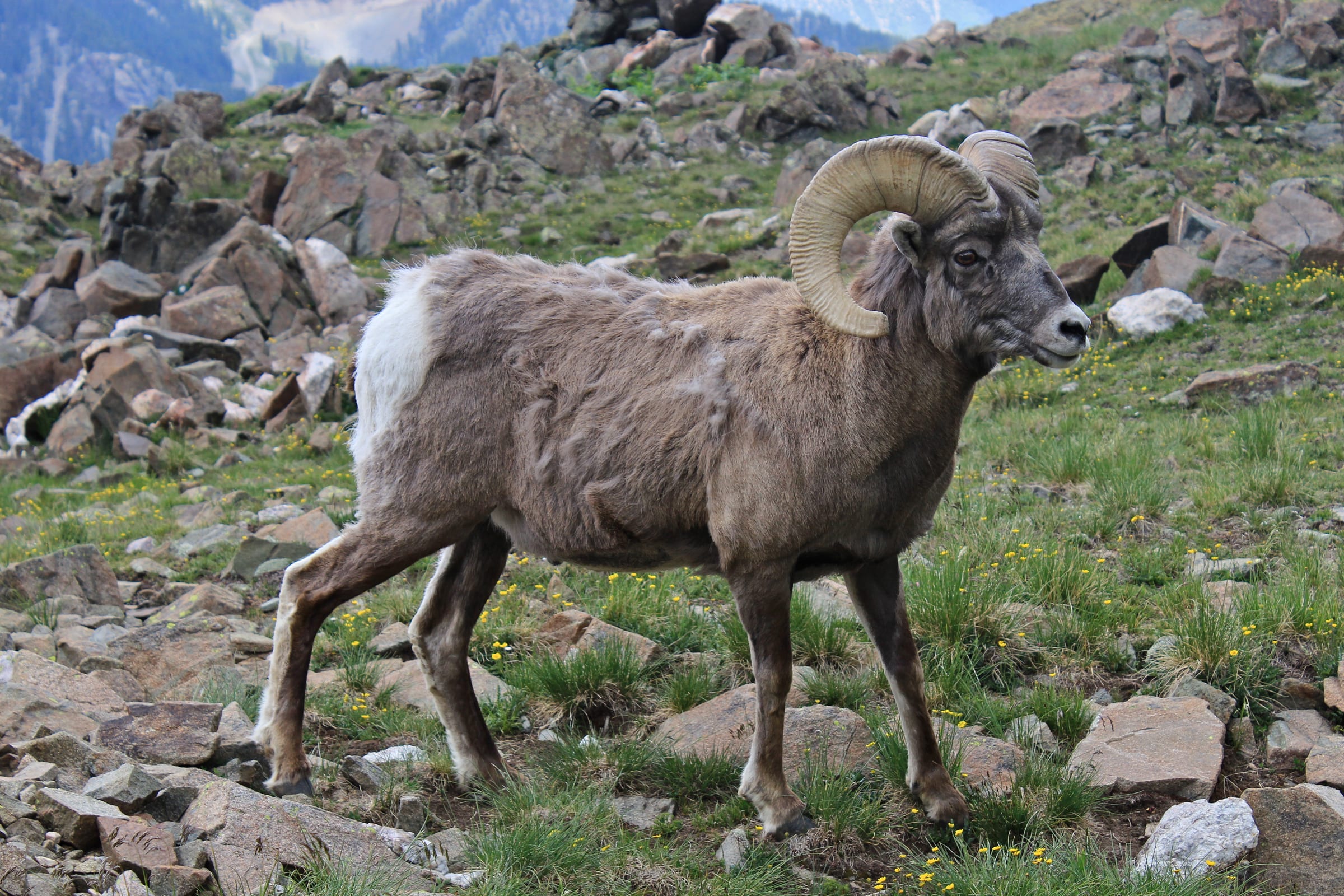 A bighorn sheep.