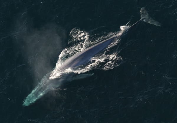 A blue whale.