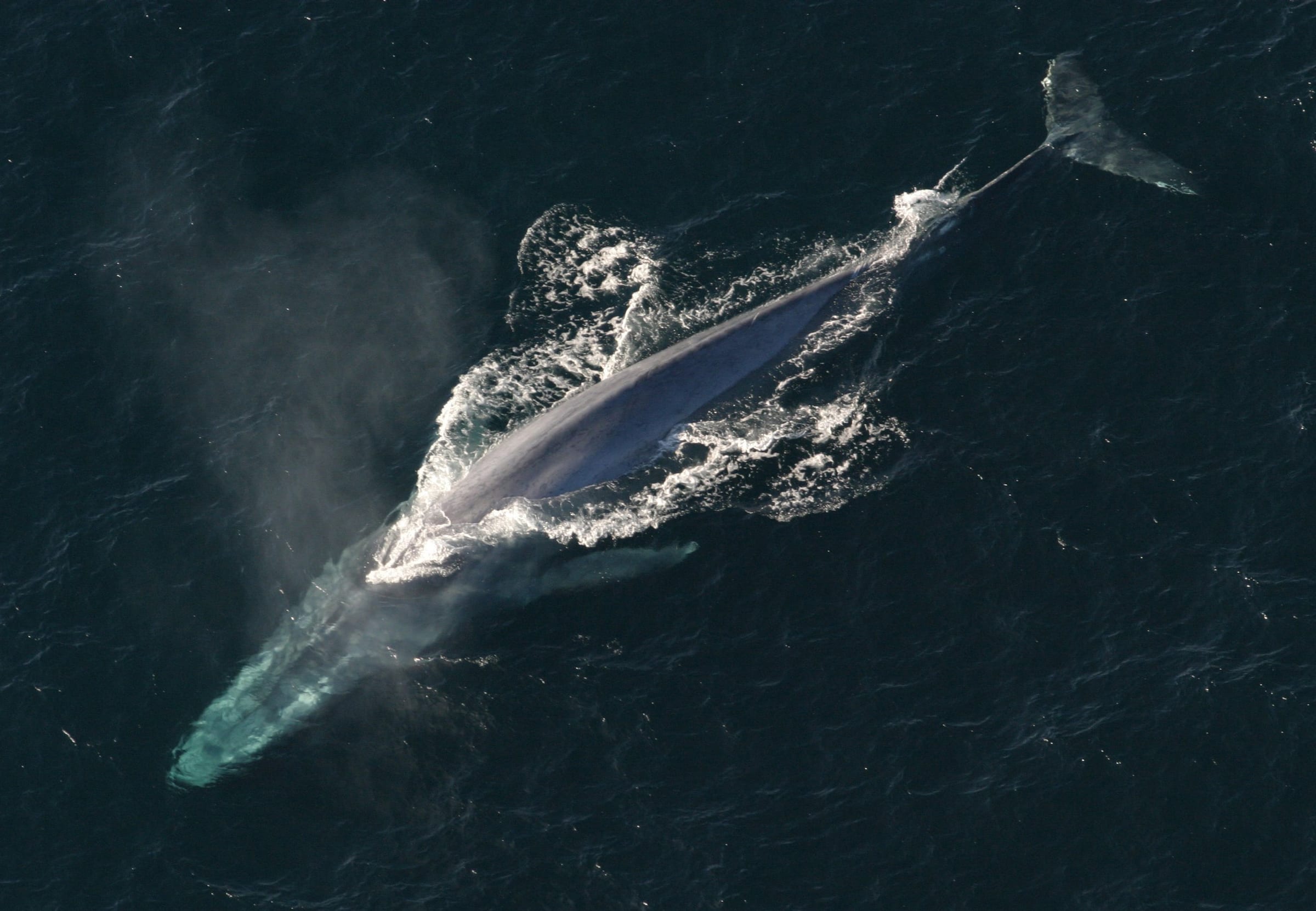A blue whale.