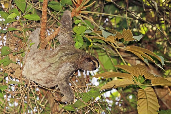 A female brown-throated sloth hanging upside-down from a branch, gazing forward with placid recognition.