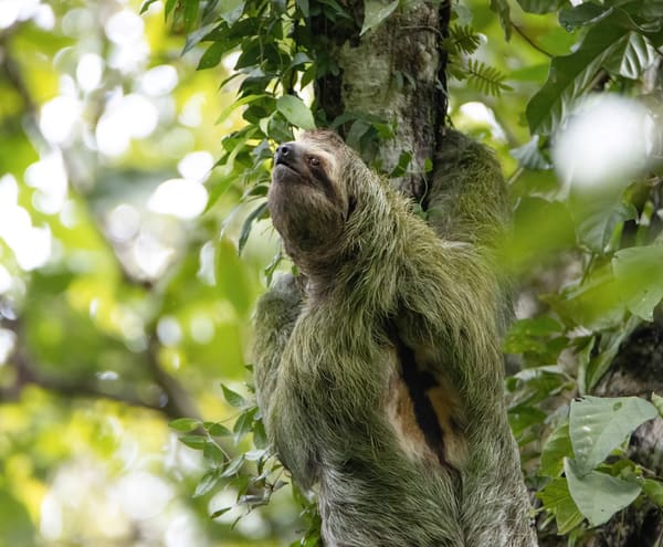 A brown-throated sloth climbing slowly along a horizontal branch, its fur tinged green with algae.