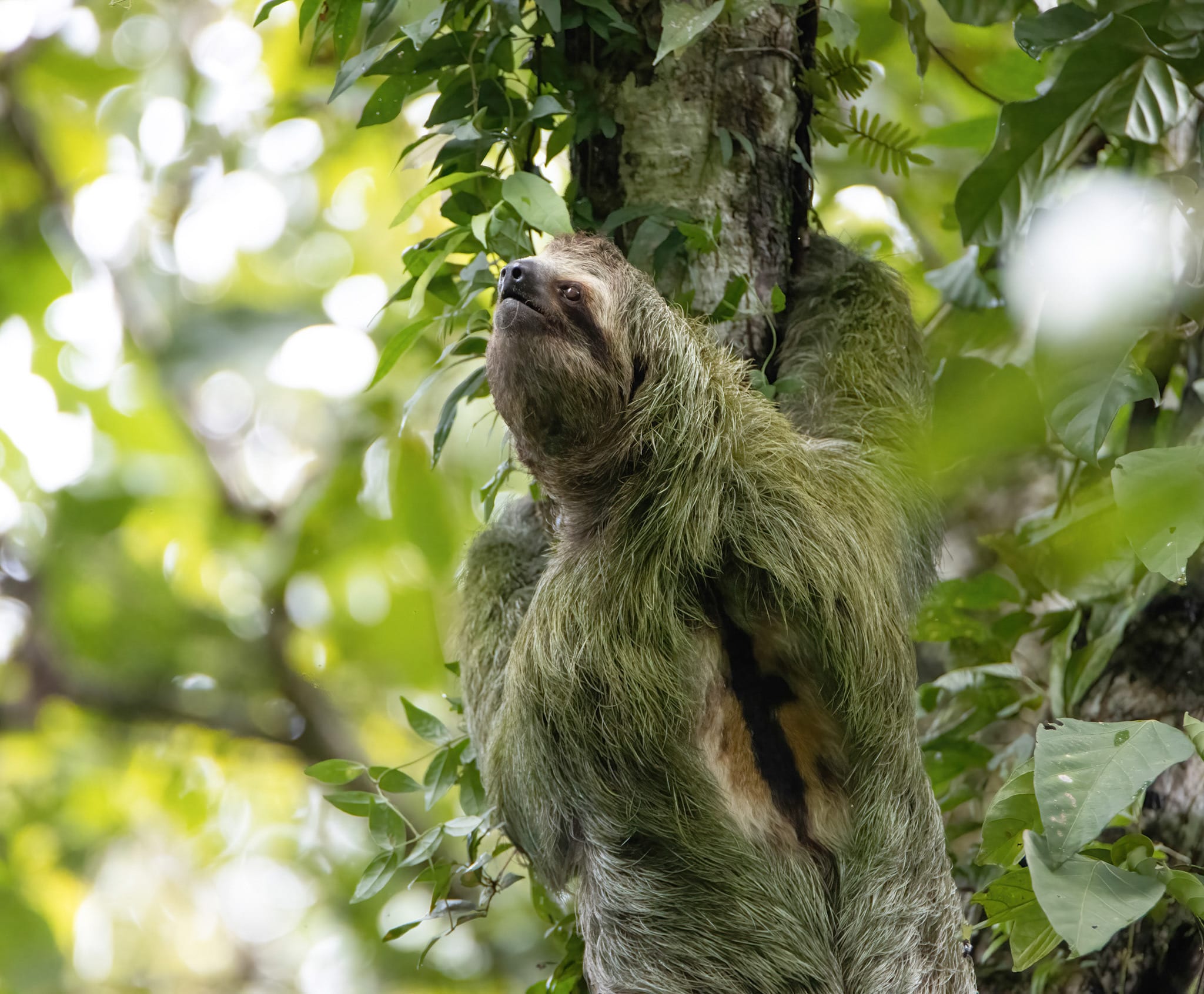 A brown-throated sloth climbing slowly along a horizontal branch, its fur tinged green with algae.