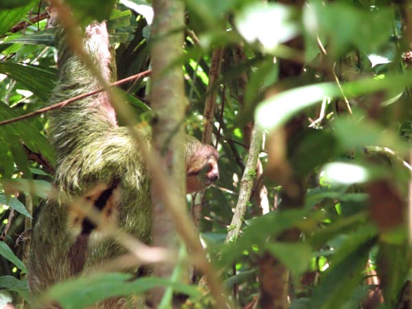 A male brown-throated sloth in cecropia foliage, the orange patch on his back marking the species.