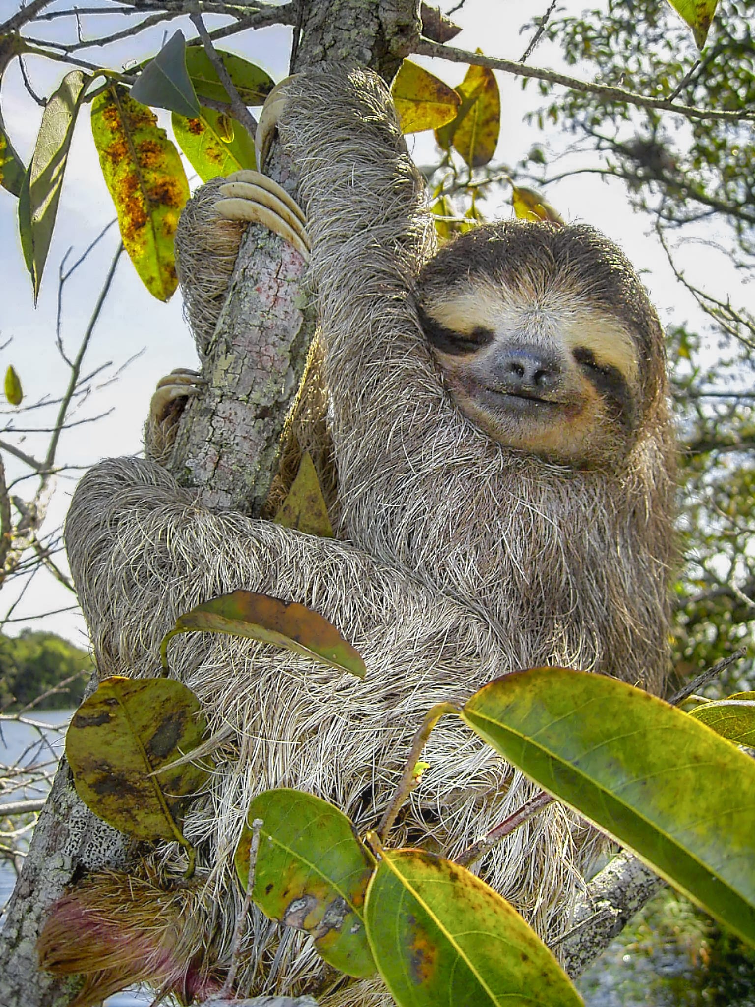 A brown-throated sloth in profile, head tucked toward its chest.