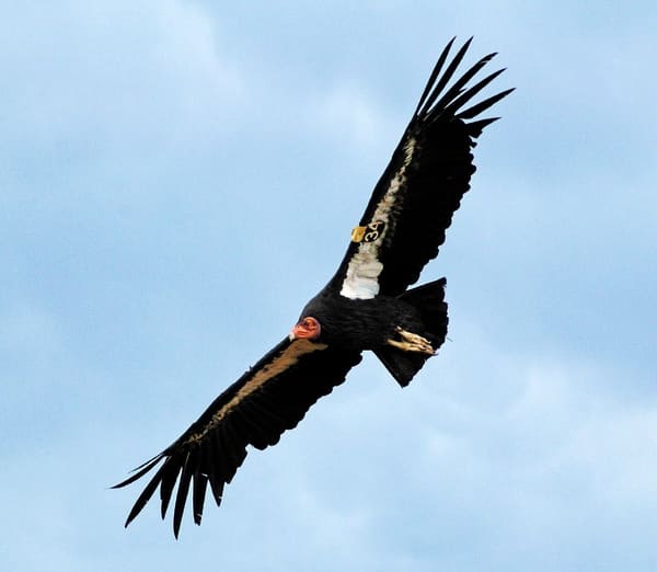 A california condor.