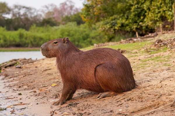 A capybara.