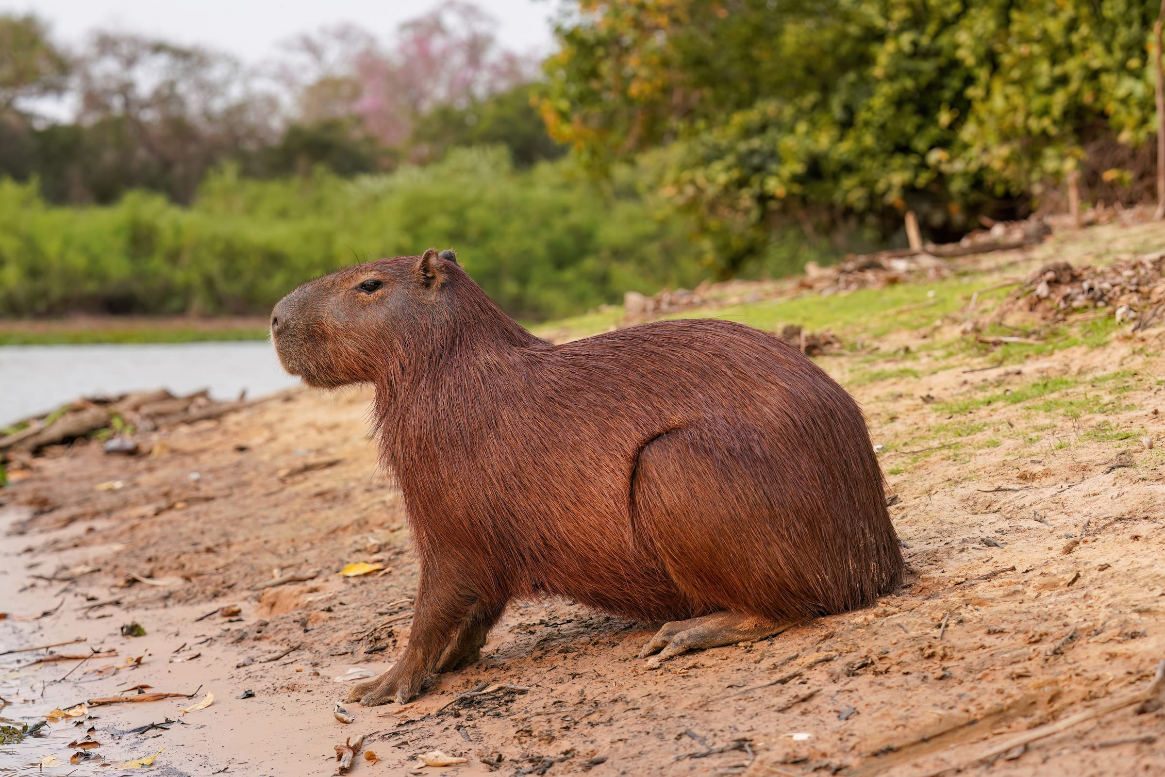 A capybara.