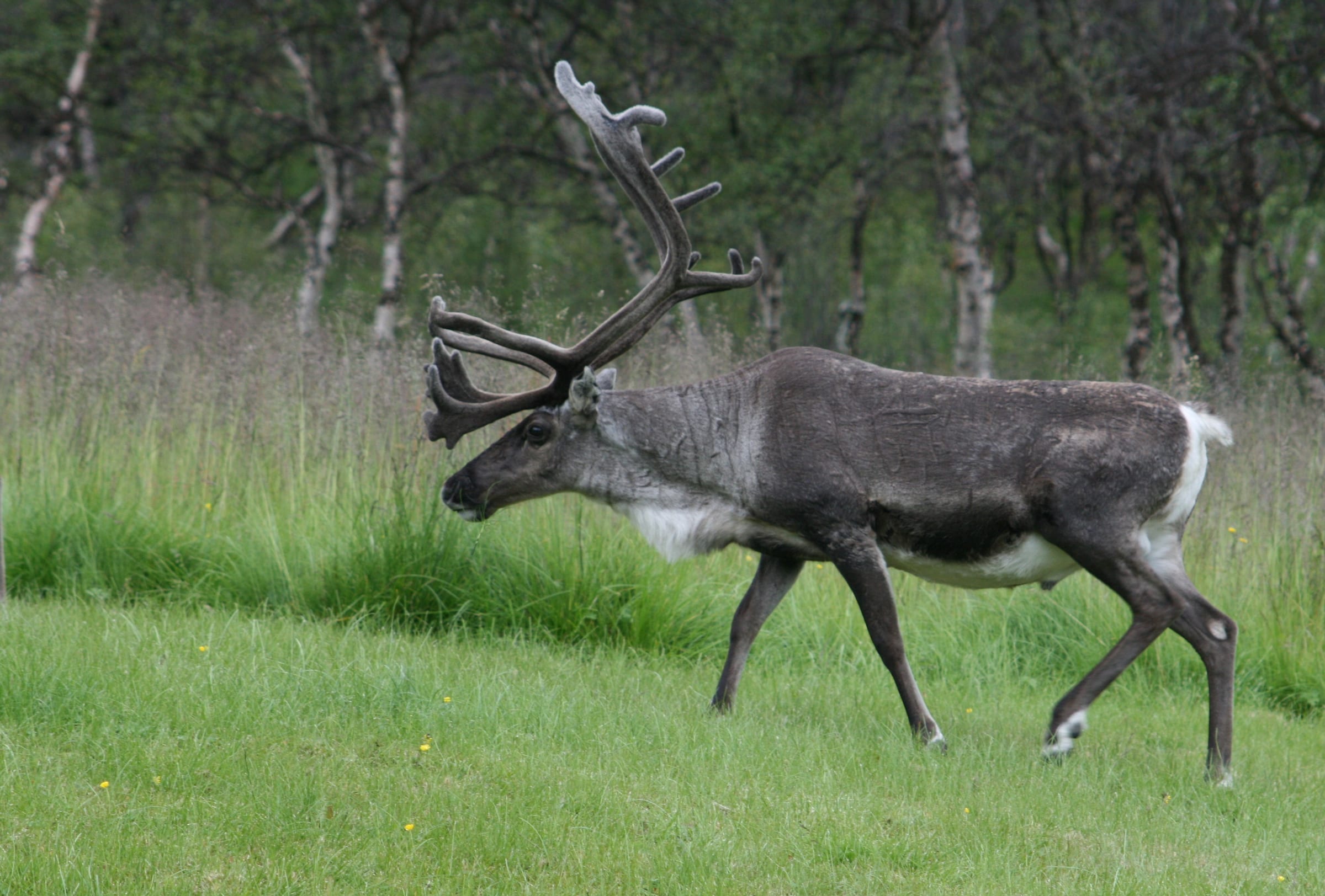 Male caribou in Alaska
