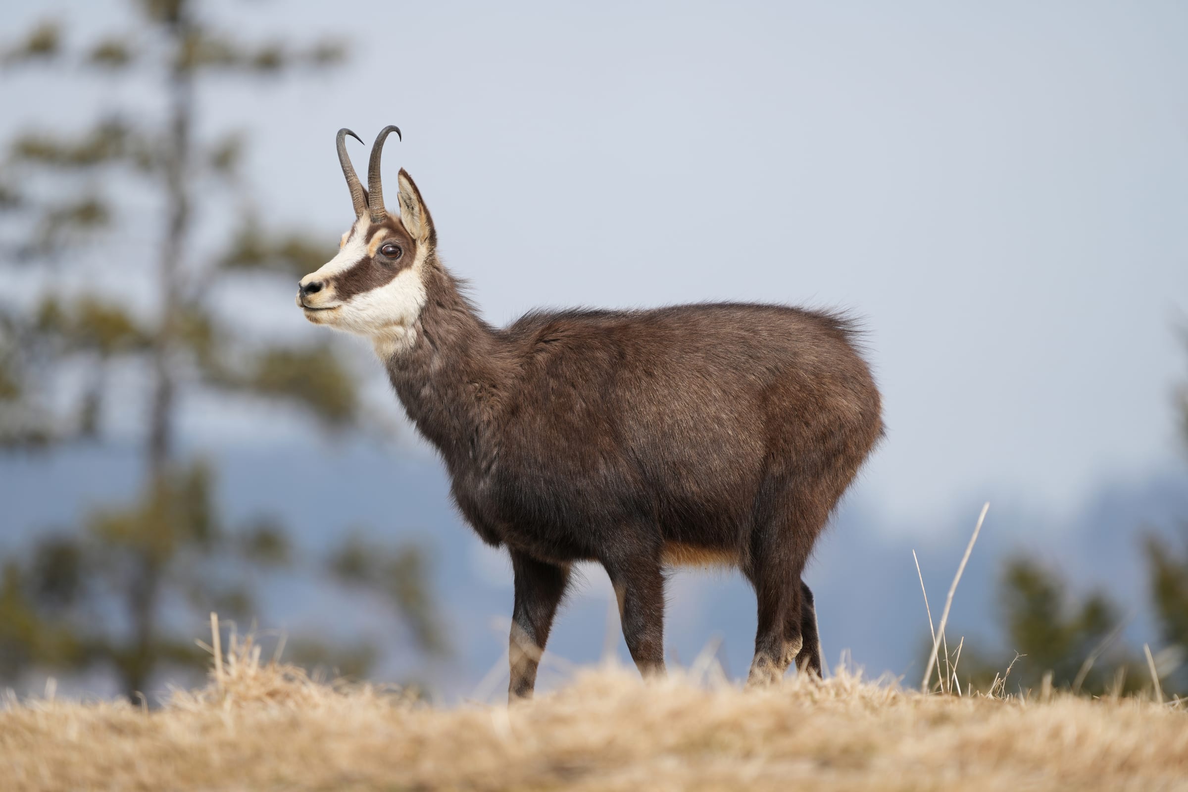 A chamois.