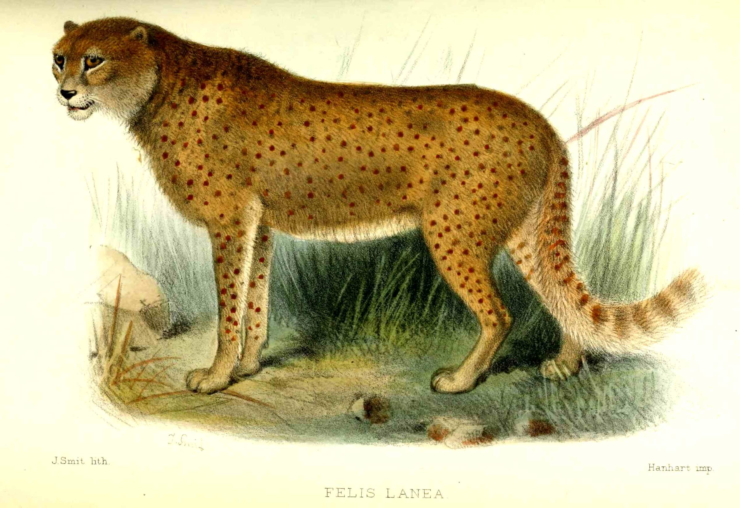 Desert Cheetah ( Acinonyx jubatus ssp. lanea)