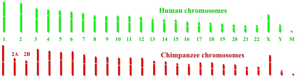 I made this diagram using PhotoShop and ClarisDraw. This image was made starting with diagrams available at United States government genome webpages. "M" = mitochondrial. Source material: see human and chimp.