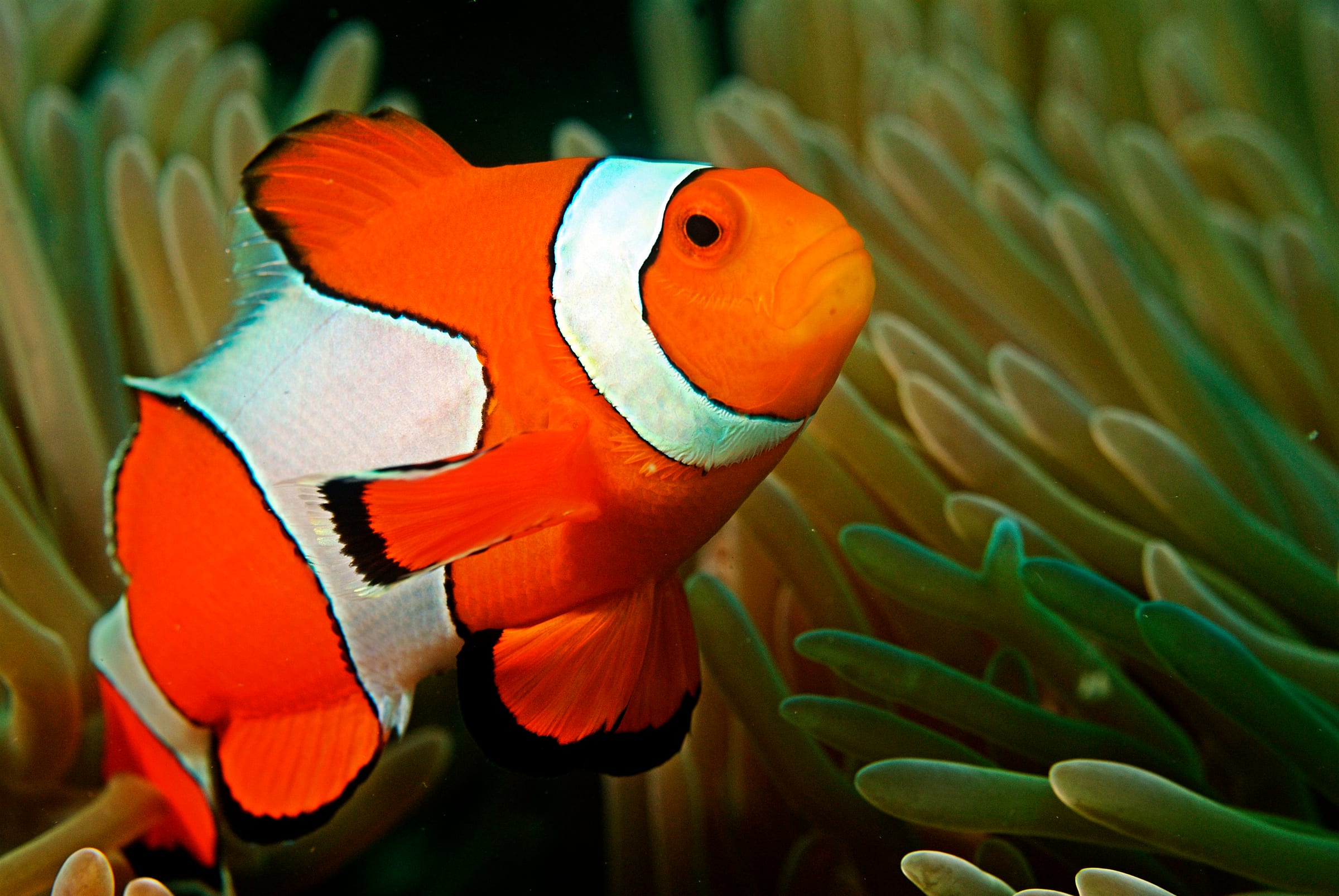 An ocellaris clownfish.