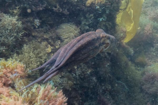 A common octopus folded against a rocky reef in Portugal, mantle bright against the dim water.