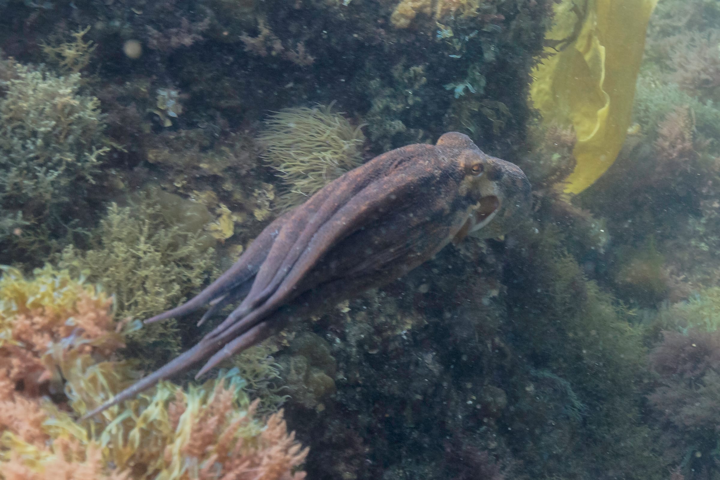 A common octopus folded against a rocky reef in Portugal, mantle bright against the dim water.