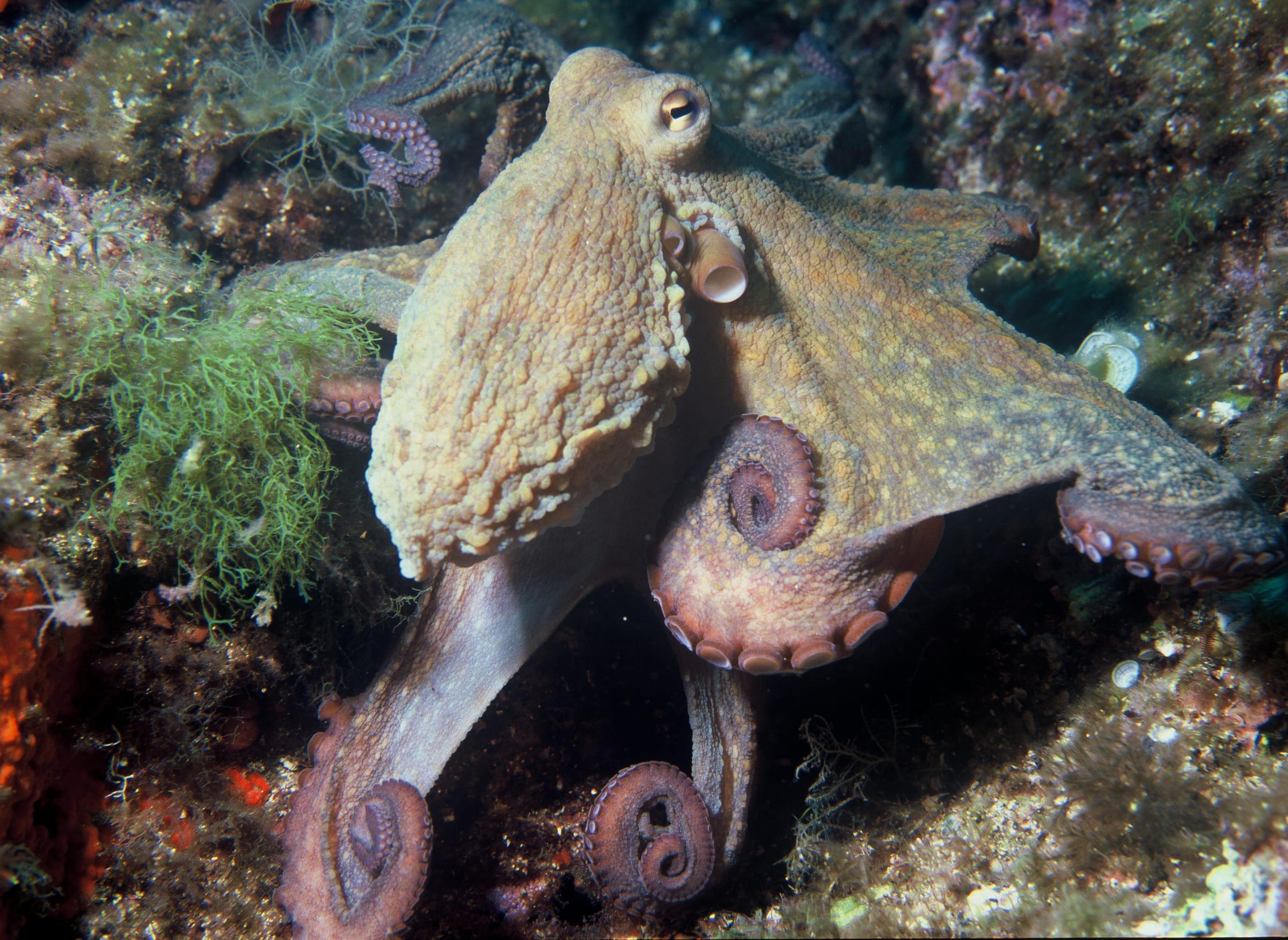 A common octopus with its arms unfurled across the sand of a shallow seabed.