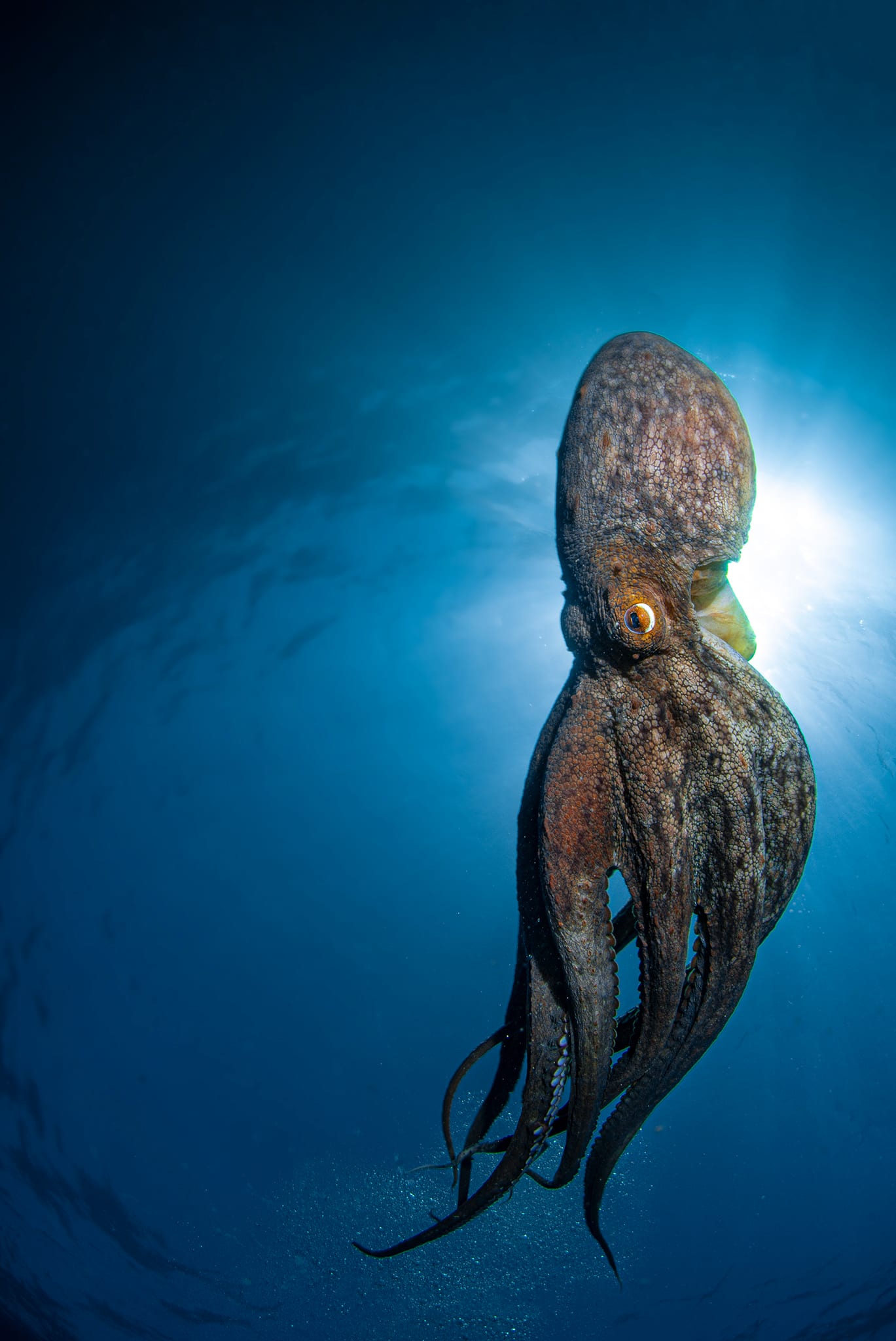 A close-up of the textured skin of a common octopus, papillae raised in mimicry of nearby algae.