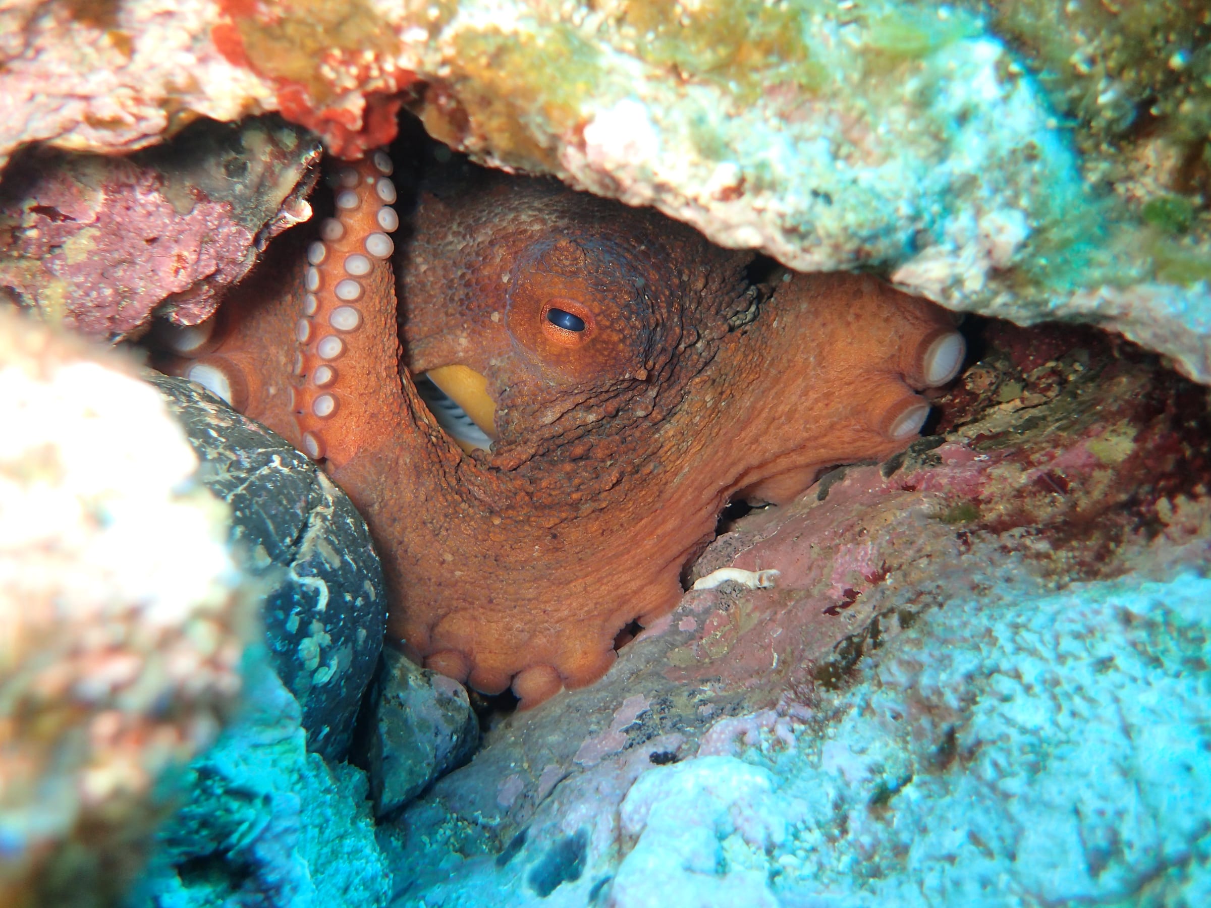 An octopus settled on rocks in clear shallow water, its eye visible above one coiled arm.