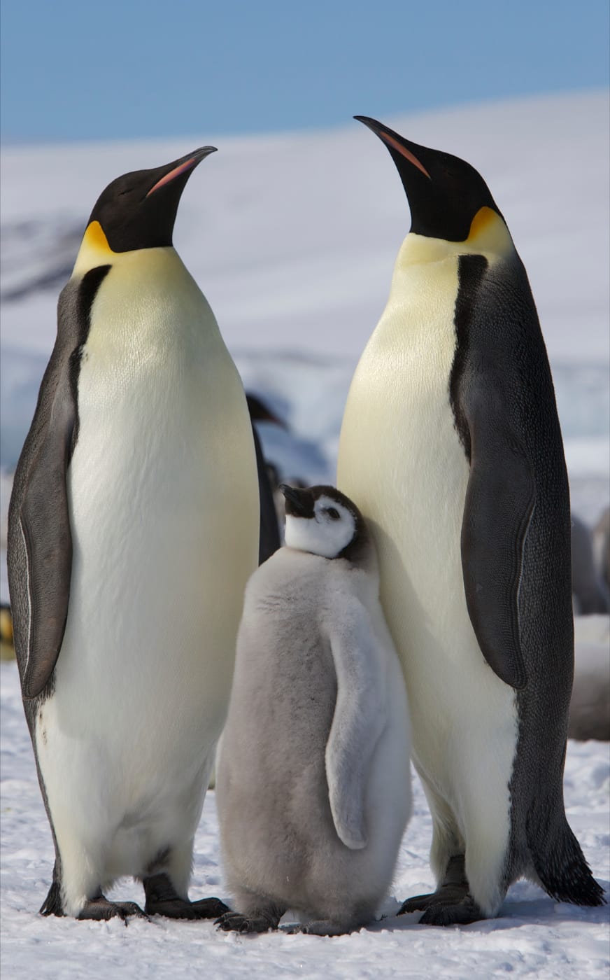 An emperor penguin.