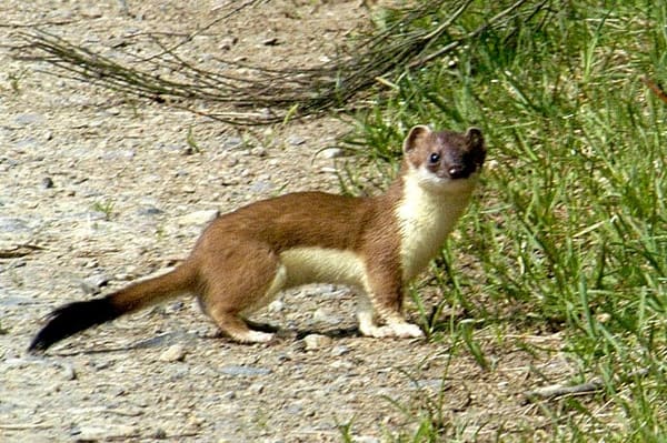 Mustela erminea from Commanster, Belgian High Ardennes