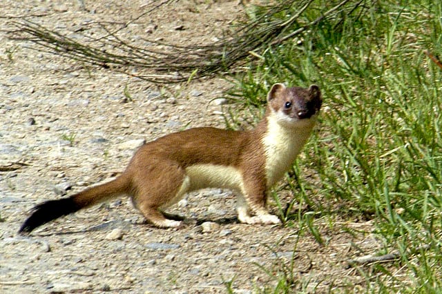 Mustela erminea from Commanster, Belgian High Ardennes