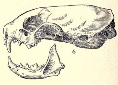 Skull of an Arctic stoat (Mustela erminea arctica)