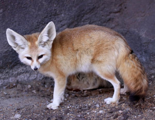A fennec fox sitting upright in soft light, its outsized ears turned forward.